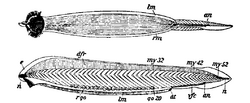 1911 Britannica - Epigonichthys cultellus.png