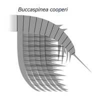 20210718 Radiodonta frontal appendage Buccaspinea cooperi.png