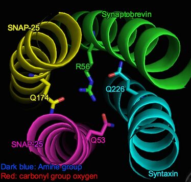 Green: Synaptobrevin and R56 on Synaptobrevin Light blue: Syntaxin and Q226 on Syntaxin Rosy: SNAP (Sn1) and Q53 on SNAP (Sn1) Yellow: SNAP (Sn2) and Q174 on SNAP (Sn2) Dark blue: Amine group Red: carbonyl group oxygen