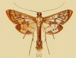 86-Rhimphalea linealis Kenrick, 1907.JPG