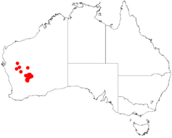 map of Australia showing Acacia cockertoniana occurrences in the west of Western Australia