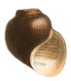 Afropomus balanoidea shell.png
