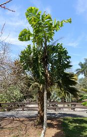 Aiphanes minima (Aiphanes erosa) - Fruit and Spice Park - Homestead, Florida - DSC08942.jpg