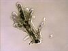 Amoeba proteus.jpg
