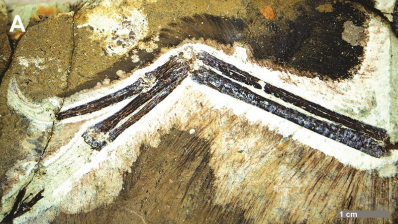 File:Anchiornis huxleyi wing fossil STM 0 144.png