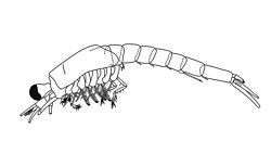 Anisomysis (Anisomysis) aikawai (10.1590-2358-2936e2018037) Figure 3 (cropped).jpg