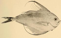 Annals of the South African Museum - Pterycombus falcatus.jpg