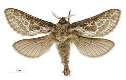 Aoraia lenis male.jpg