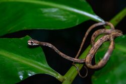 Aplopeltura boa, Blunt-headed tree snake.jpg