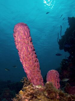 Aplysina archeri (Stove-pipe Sponge-pink variation).jpg