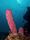 Aplysina archeri (Stove-pipe Sponge-pink variation).jpg