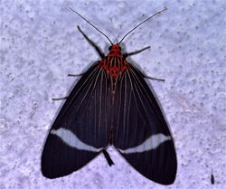 Arctiid Moth (Caryatis hersilia) (7832814032).jpg