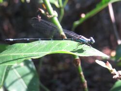 Argia leonorae.jpg