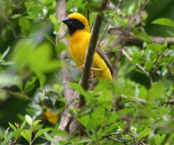 Asian Golden Weaver (Ploceus hypoxanthus) - male.jpg