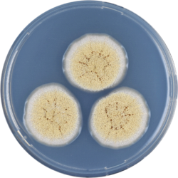 Aspergillus elegans cya.png