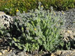 Asteraceae - Hieracium villosum-001.jpg