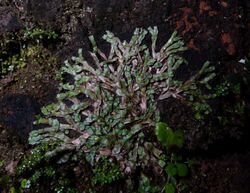 Asterella wallichiana creeping on garden wall.jpg
