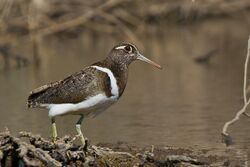 Australian Painted-snipe (Rostratula australis) (8426819200).jpg