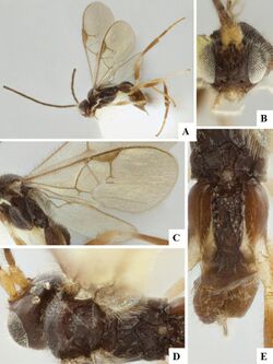 Austrocotesia exigua (10.3897-zookeys.920.39128) Figure 31.jpg