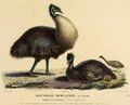 Baudin emus.jpg