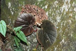 Begonia caramoanensis.jpg