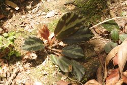 Begonia truncatifolia.jpg