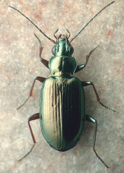 Bembidion antiquum.jpg