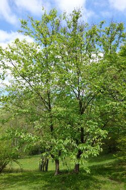Betula schmidtii - Morris Arboretum - DSC00366.JPG