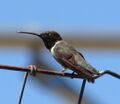 Black-chinned Hummingbird. Archilochus alexandri. Male - Flickr - gailhampshire (2).jpg