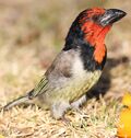 Black collared barbet in my back yard (36902156063).jpg