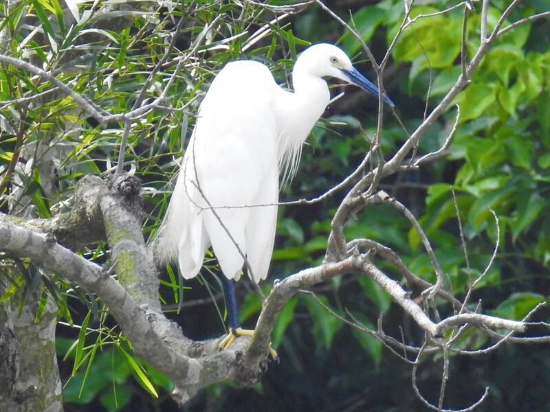 File:Blue beak little egret.jpg