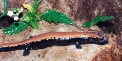 Bolitoglossa platydactyla, Broadfoot Mushroomtongue Salamander, Tamaulipas.jpg