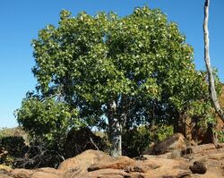 Brachychiton collinus habit.jpg