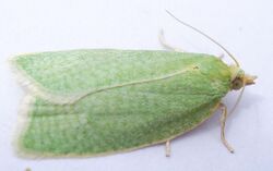 British Moths - Green Oak Tortrix - Tortrix viridana 3.jpg