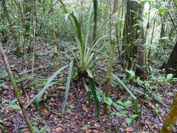 Bromeliad (Disteganthus gracieae) (39586155641).jpg