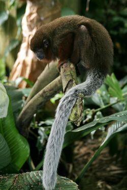 Brown Titi Monkey (Callicebus brunneus) (3419492981).jpg