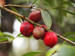 Buah Mahkota Dewa.jpg