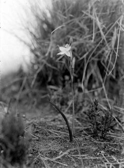 COLLECTIE TROPENMUSEUM Thelymitra javanica orchidee bij de top van de Gunung Butak TMnr 10024211.jpg