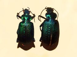 Carabidae - Calosoma retusum.JPG