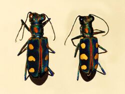 Carabidae - Cicindela aurulenta.JPG