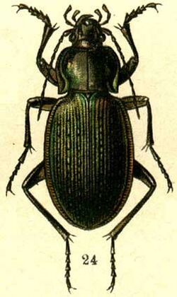 Carabus gebleri.jpg