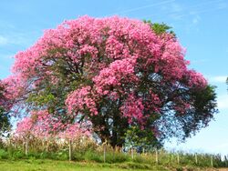 Ceiba speciosa IMG 1753.jpg