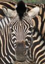 Zebra's bold pattern may provide motion dazzle