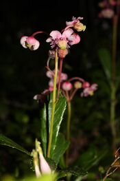 Chimaphila umbellata 0966.JPG