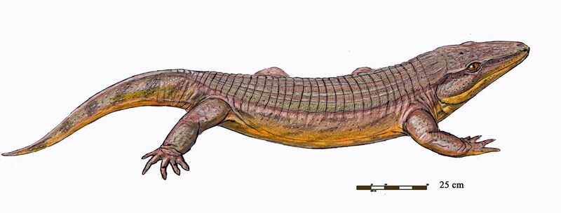 File:Chroniosuchus paradoxus.jpg