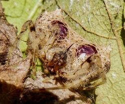 Cladomelea debeeri Bolas spider frontal close up.jpg