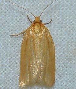 Clepsis clemensiana – Clemens' Clepsis Moth.jpg
