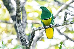 Cloven-feathered Dove 0A2A9792.jpg