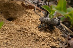 cellophane bee excavates nest