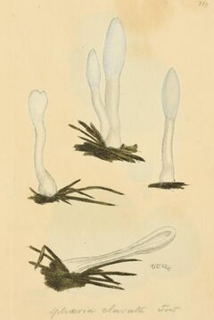 Coloured Figures of English Fungi or Mushrooms - t. 159.jpg